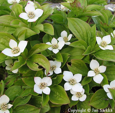 Cornus canadensis, kanadanruohokanukka